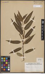 Foto von Salix bonplandiana Kunth